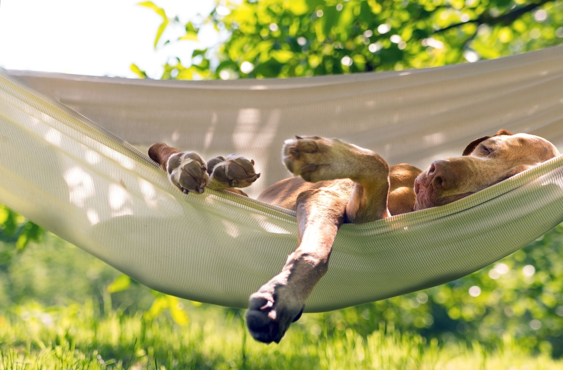 49+ Garten Hundesicher Machen, Mit den richtigen strategien können